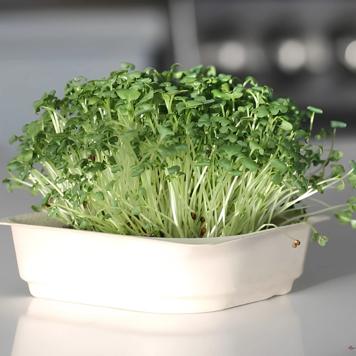 Broccoli Microgreens Sulforaphane